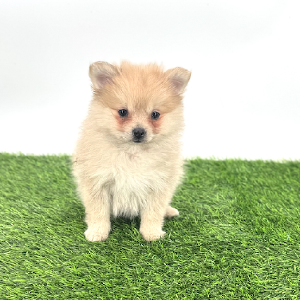 carousel pet images