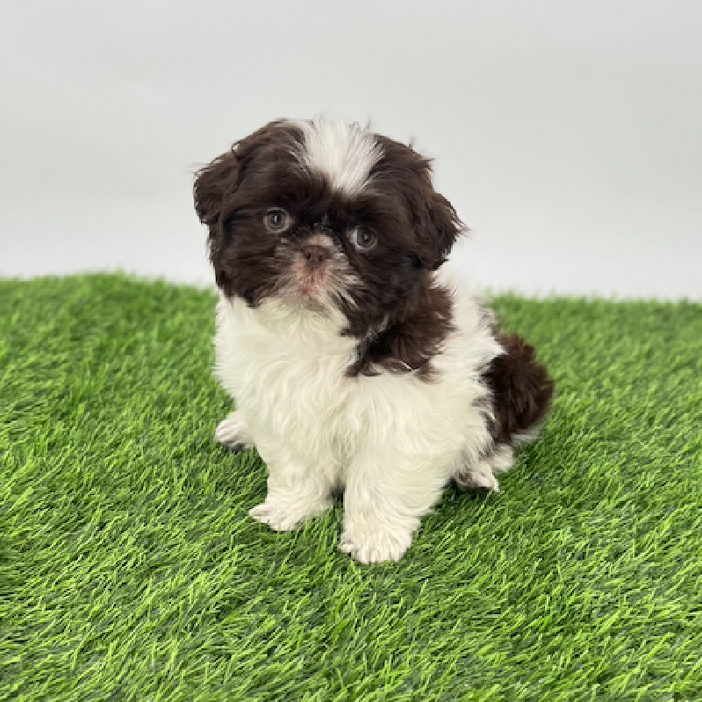carousel pet images