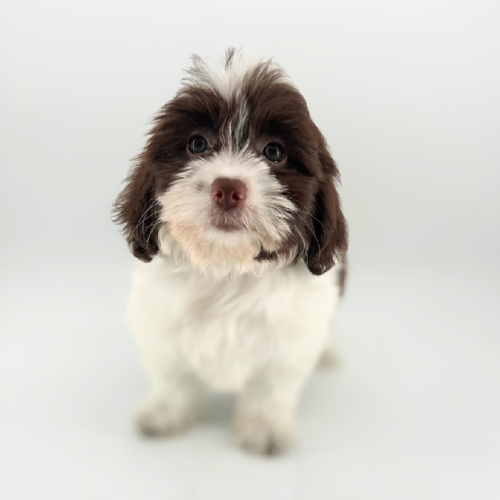 carousel pet images