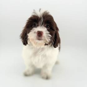 Shizapoo