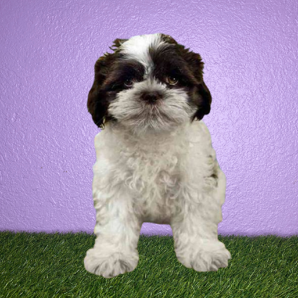 carousel pet images