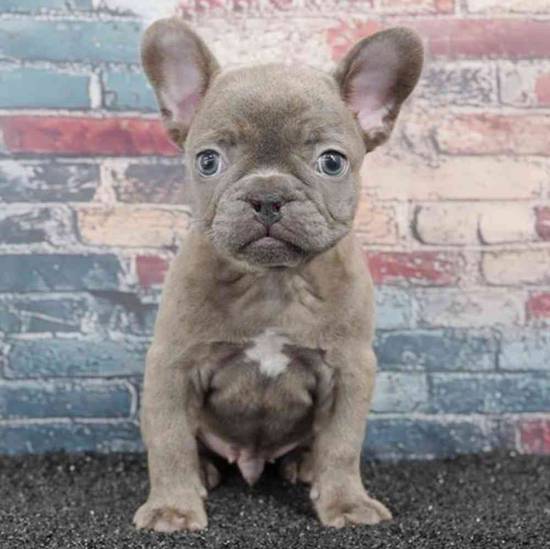 French Bulldog