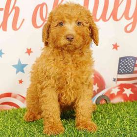 Poodle