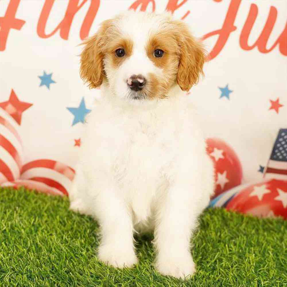 Image of a pet breed in the gallery