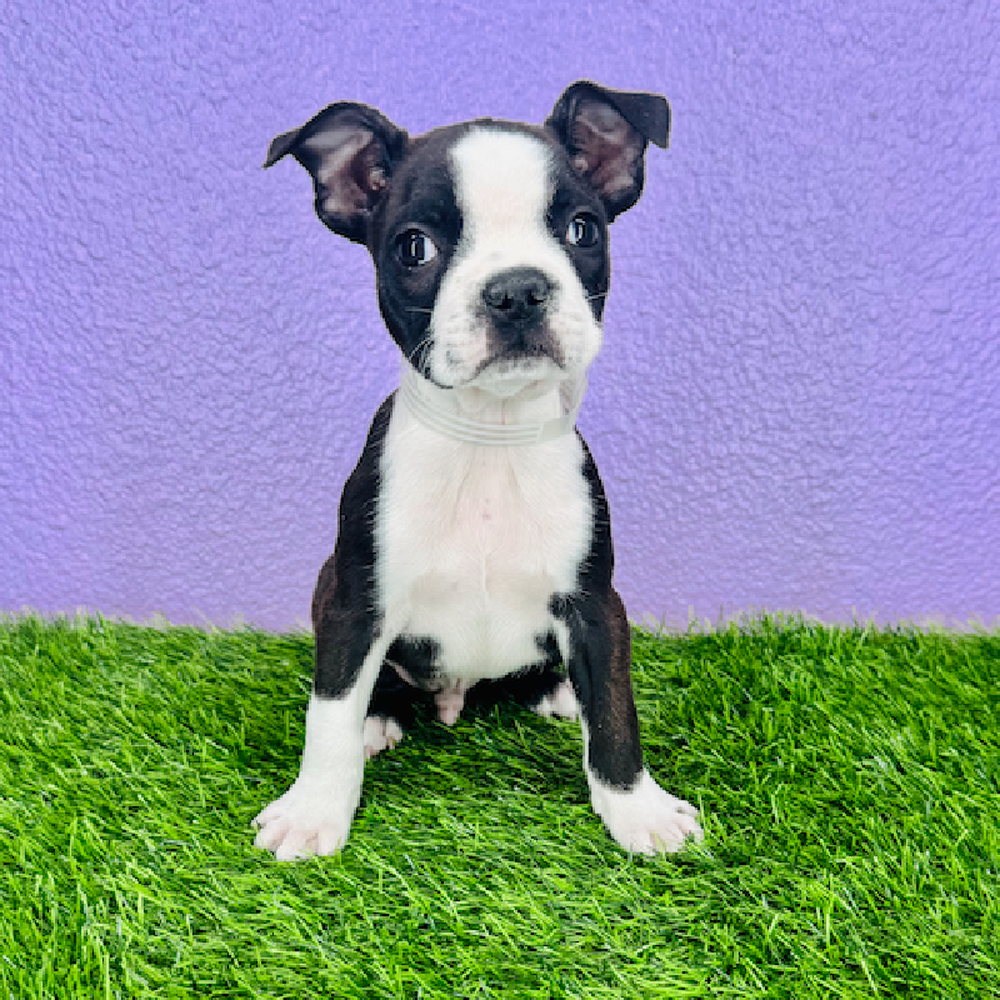 carousel pet images
