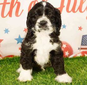 Cocker Spaniel