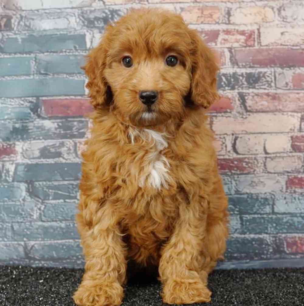 Image of a pet breed in the gallery