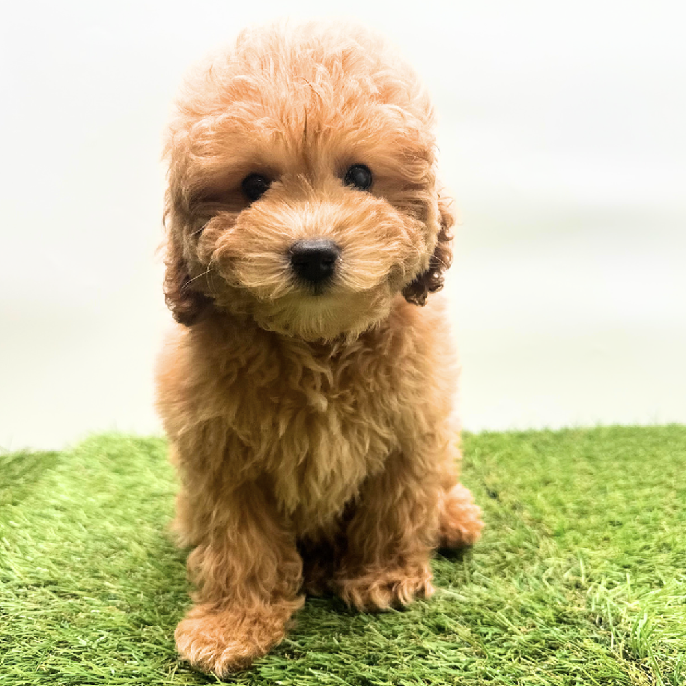 carousel pet images