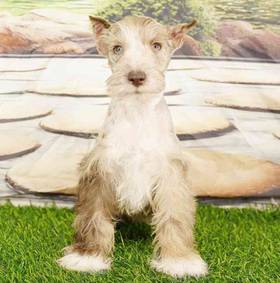 Mini Schnauzer