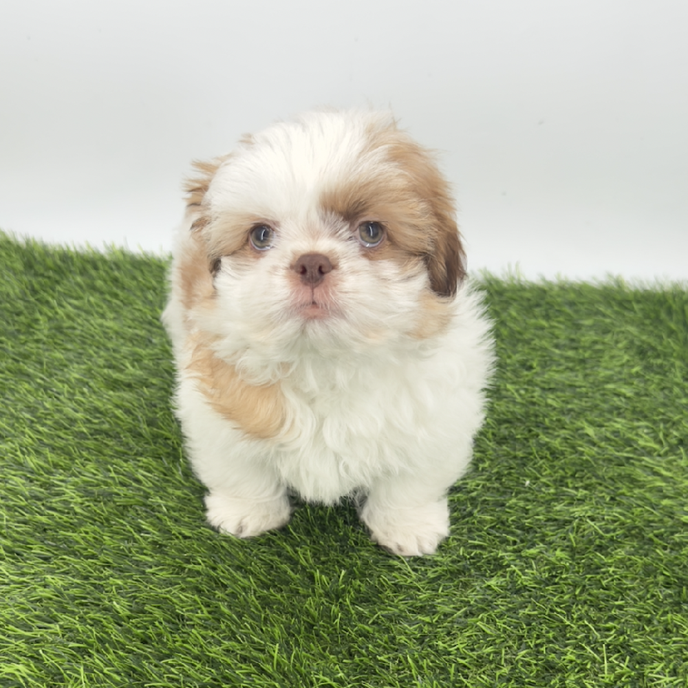carousel pet images