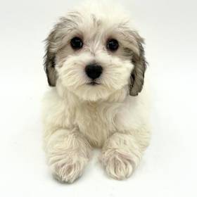 Coton De Tulear