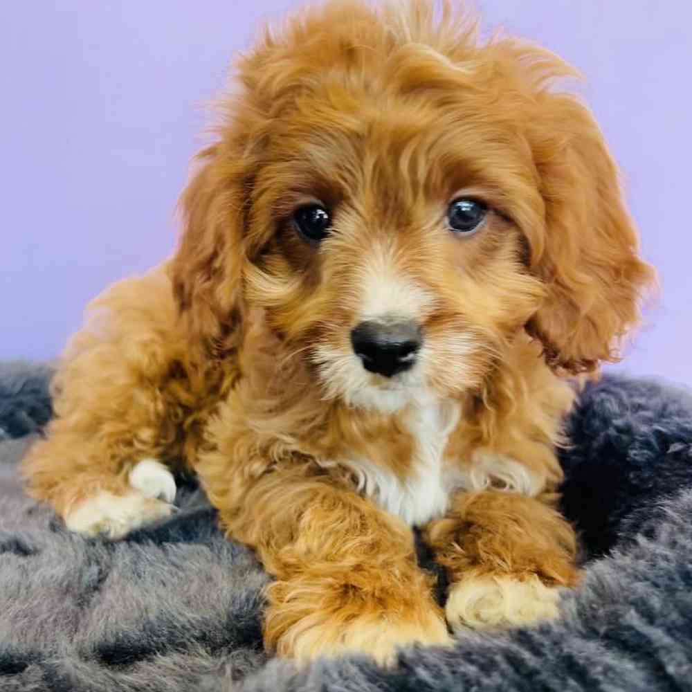 carousel pet images