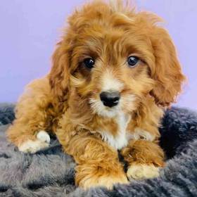Cavapoo