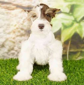 Mini Schnauzer