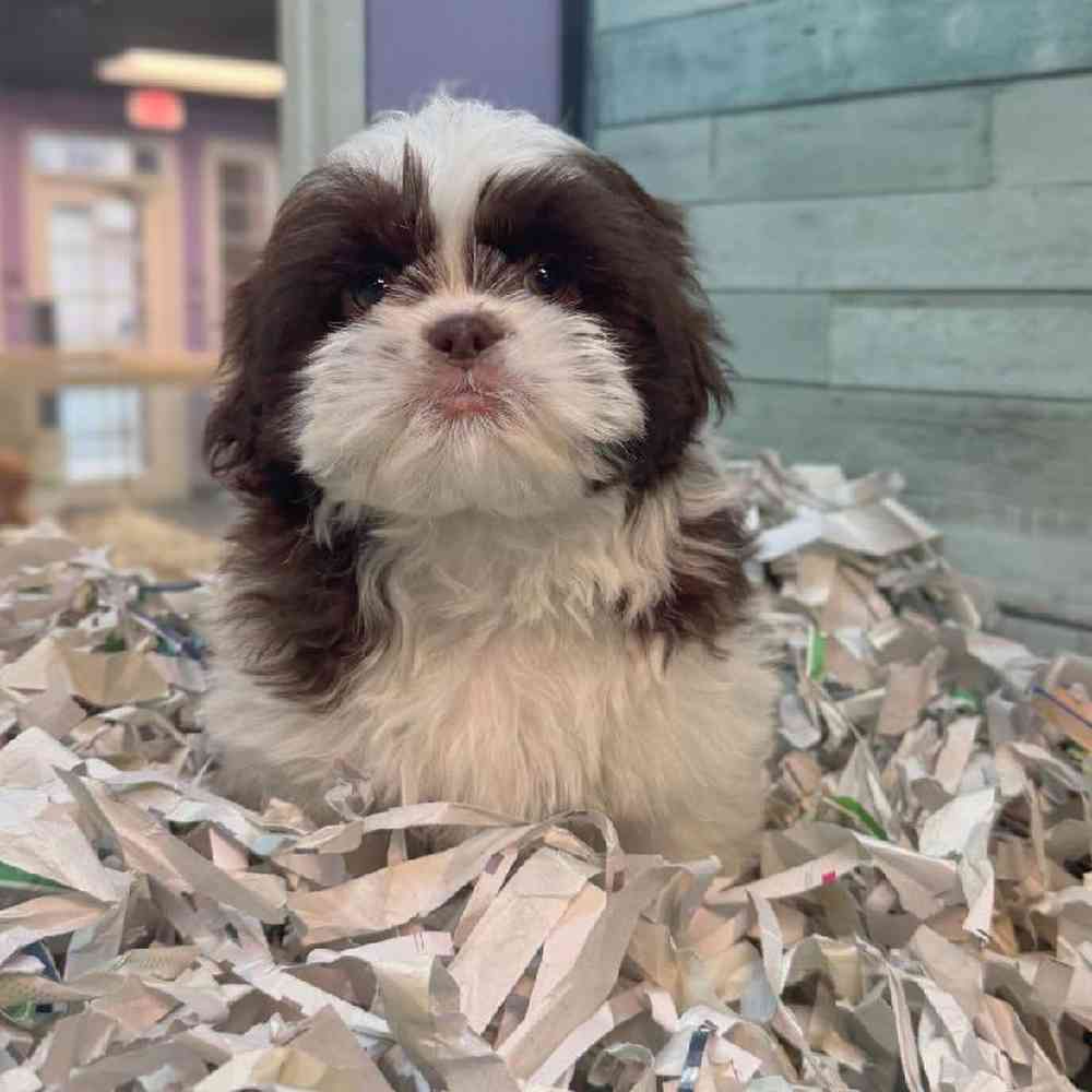 carousel pet images
