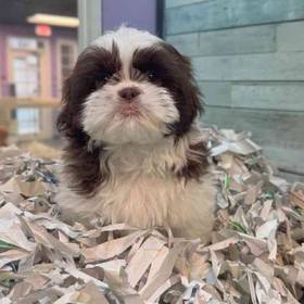 Shih Tzu