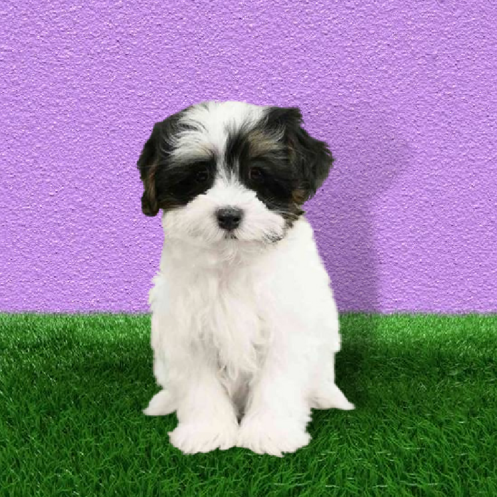 carousel pet images