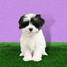 Havanese