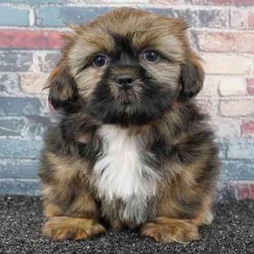 Shih Tzu