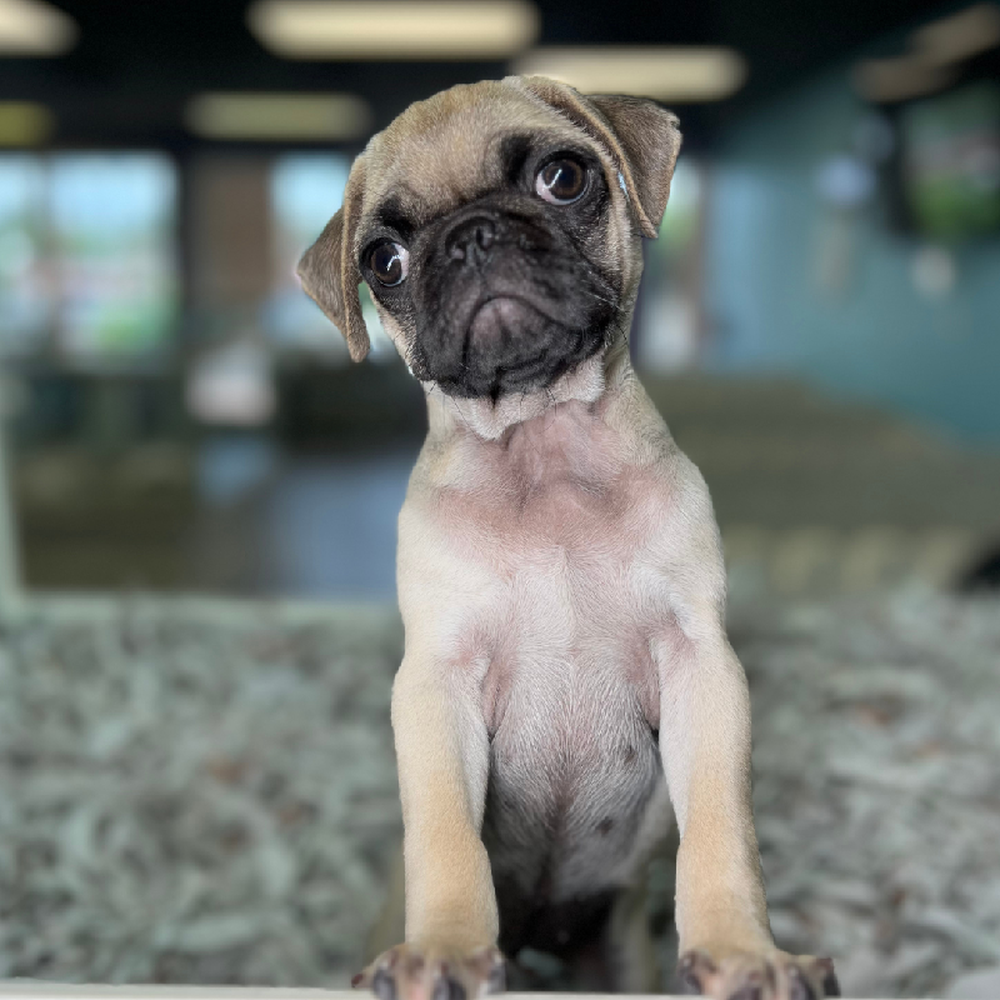 carousel pet images
