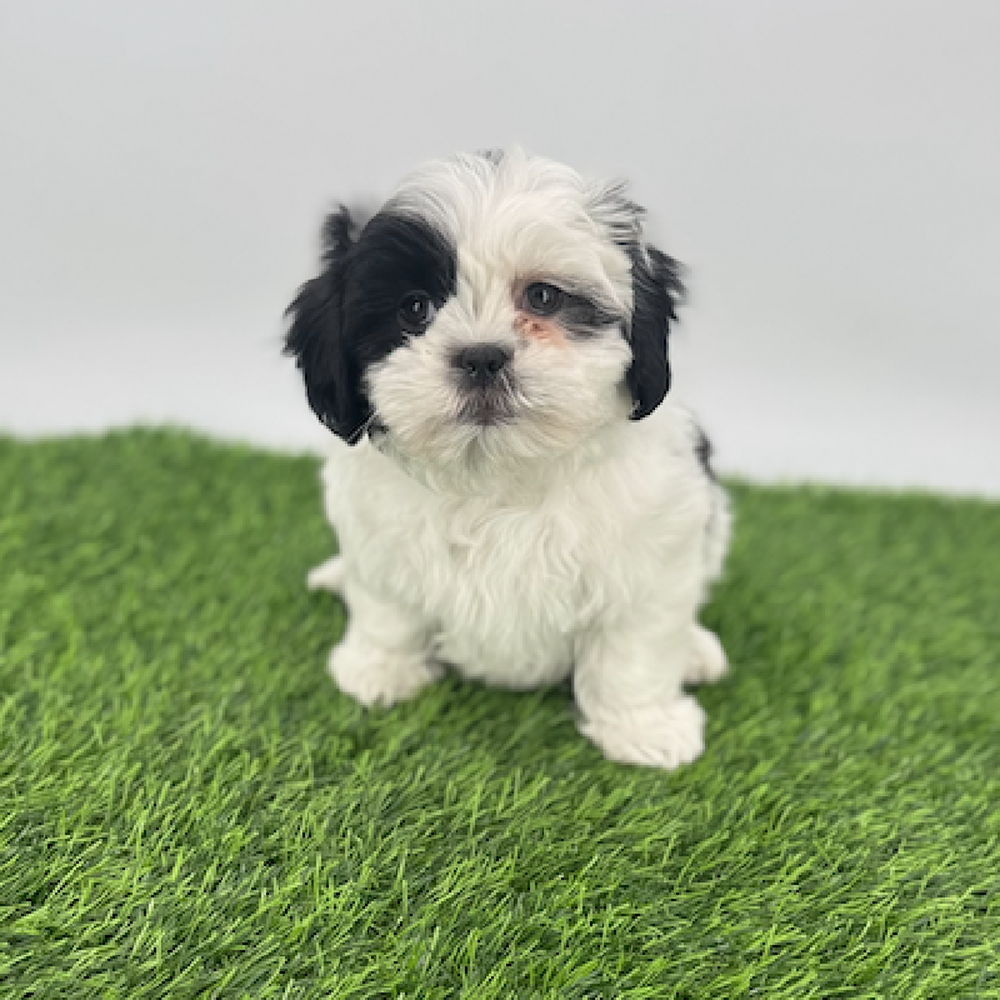 carousel pet images