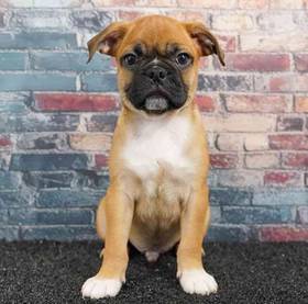 Bugg