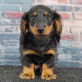 Dachshund