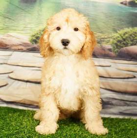 2nd Gen Mini Goldendoodle