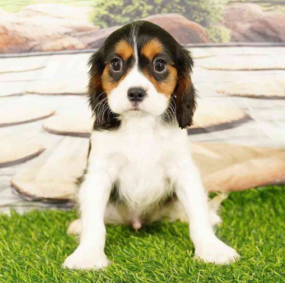 carousel pet images