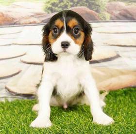 Cavalier King Charles Spaniel