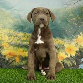 Cane Corso