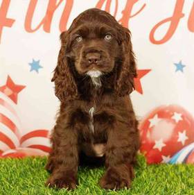 Cocker Spaniel