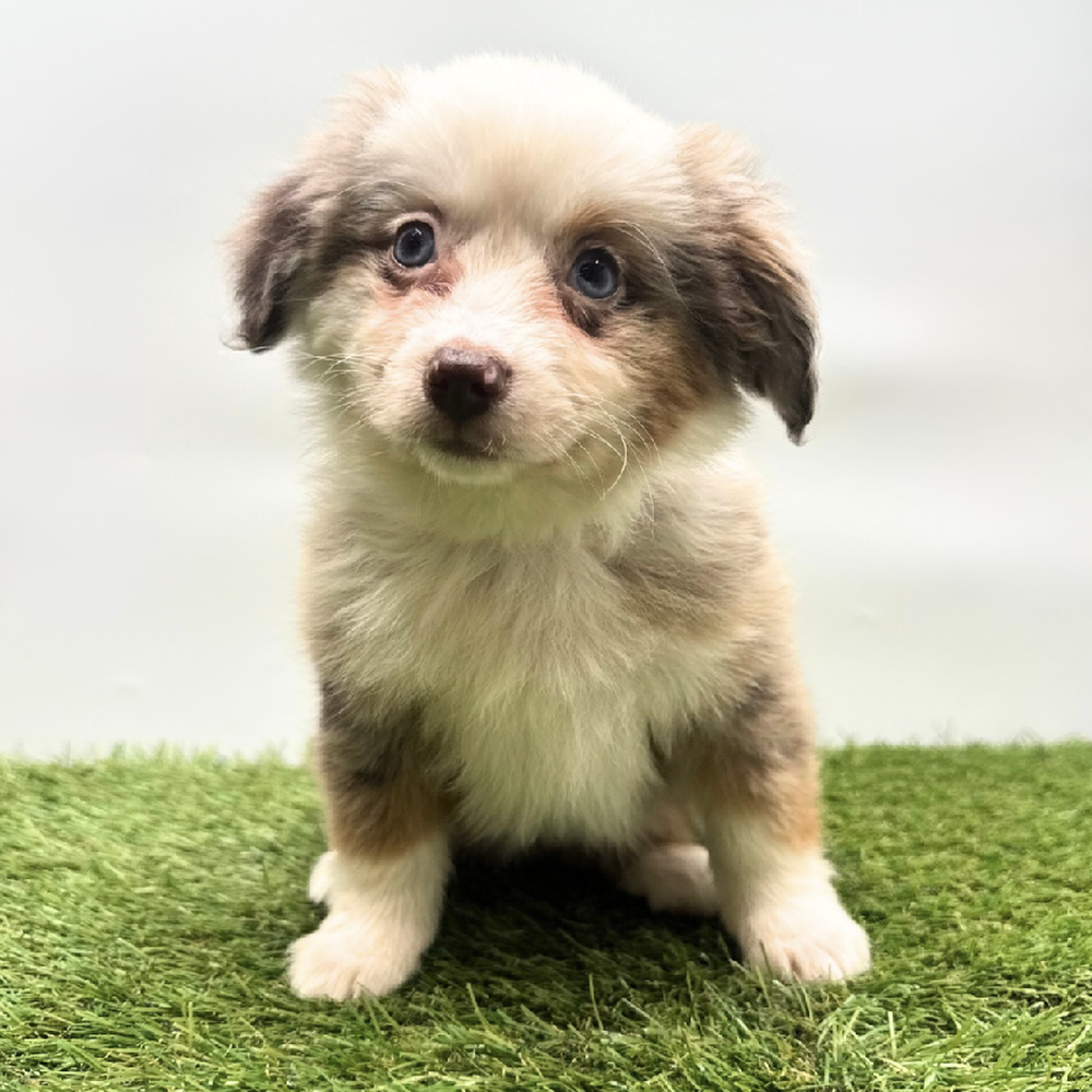 carousel pet images