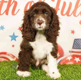 Cocker Spaniel