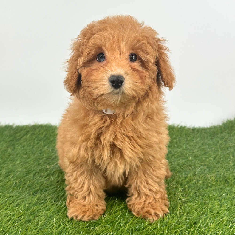 carousel pet images