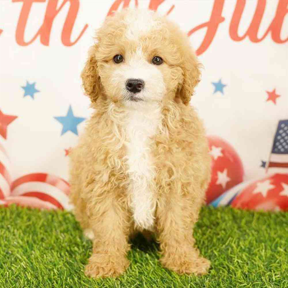Image of a pet breed in the gallery