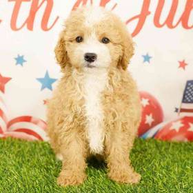 2nd Gen Mini Goldendoodle