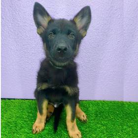 German Shepherd