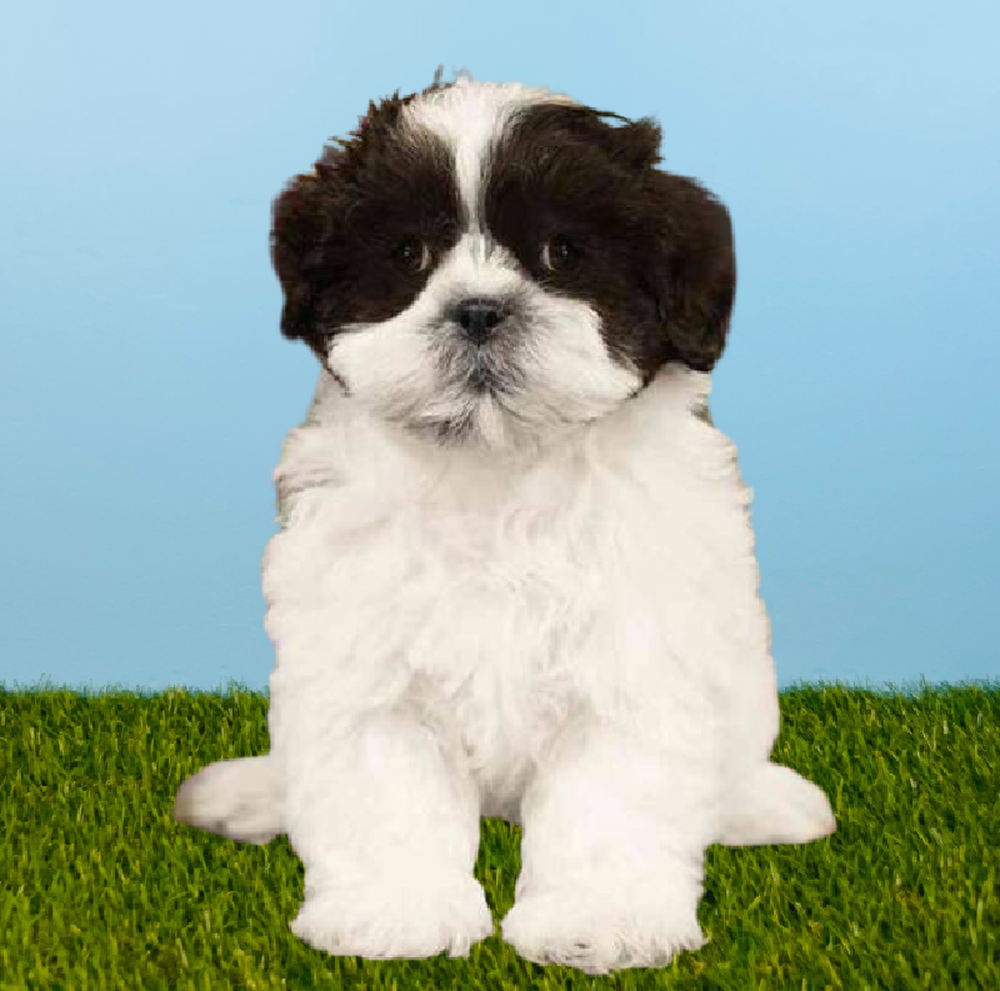 carousel pet images