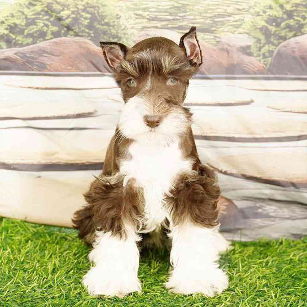 carousel pet images