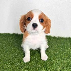Cavalier King Charles Spaniel