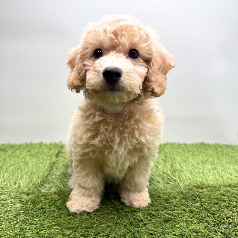 carousel pet images