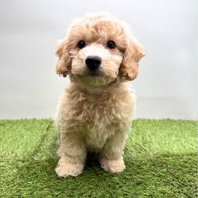 Bichapoo
