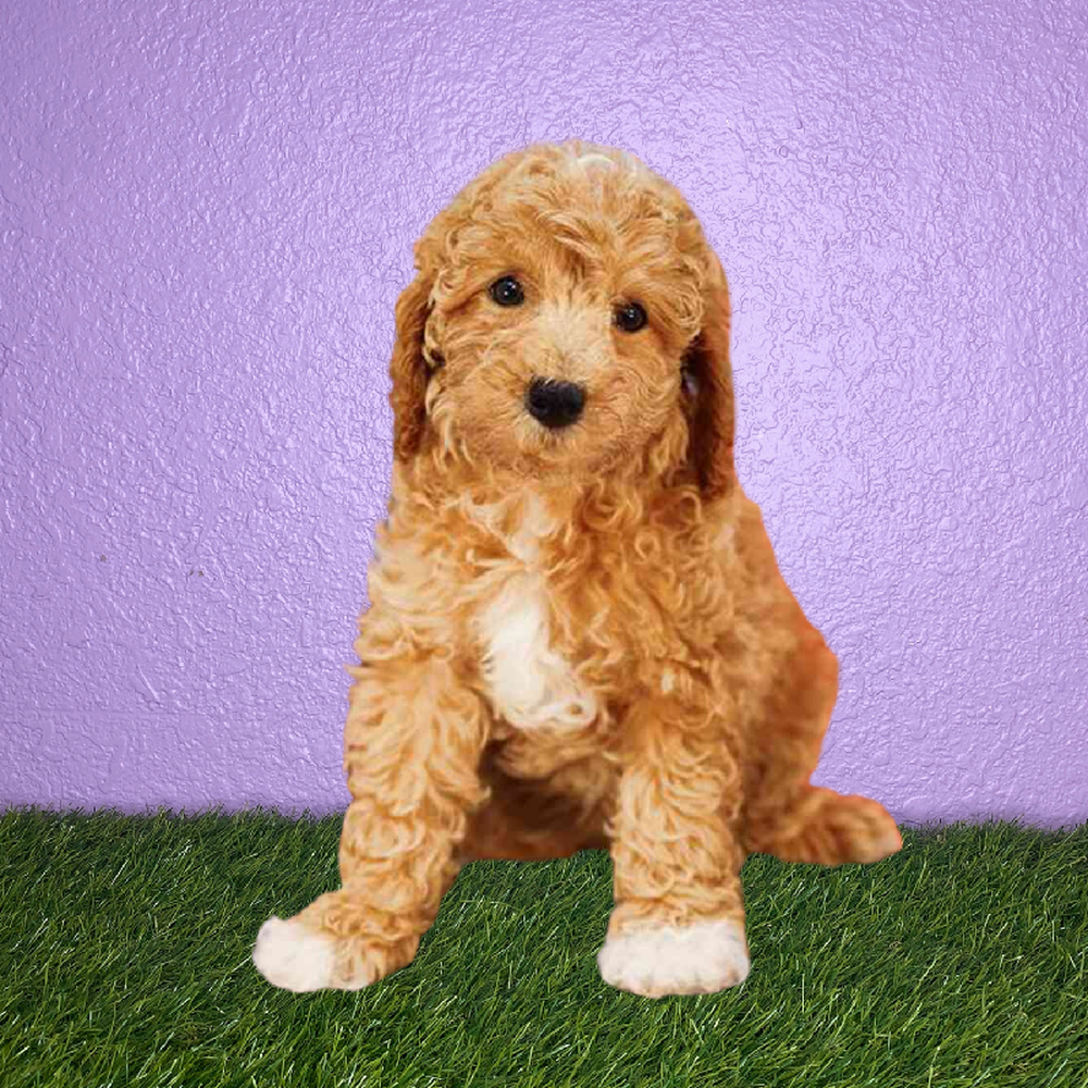 carousel pet images