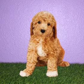 Poodle