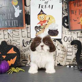 Shih Tzu