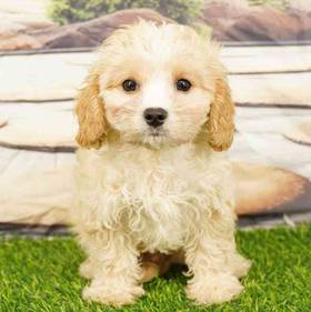 Cavachon