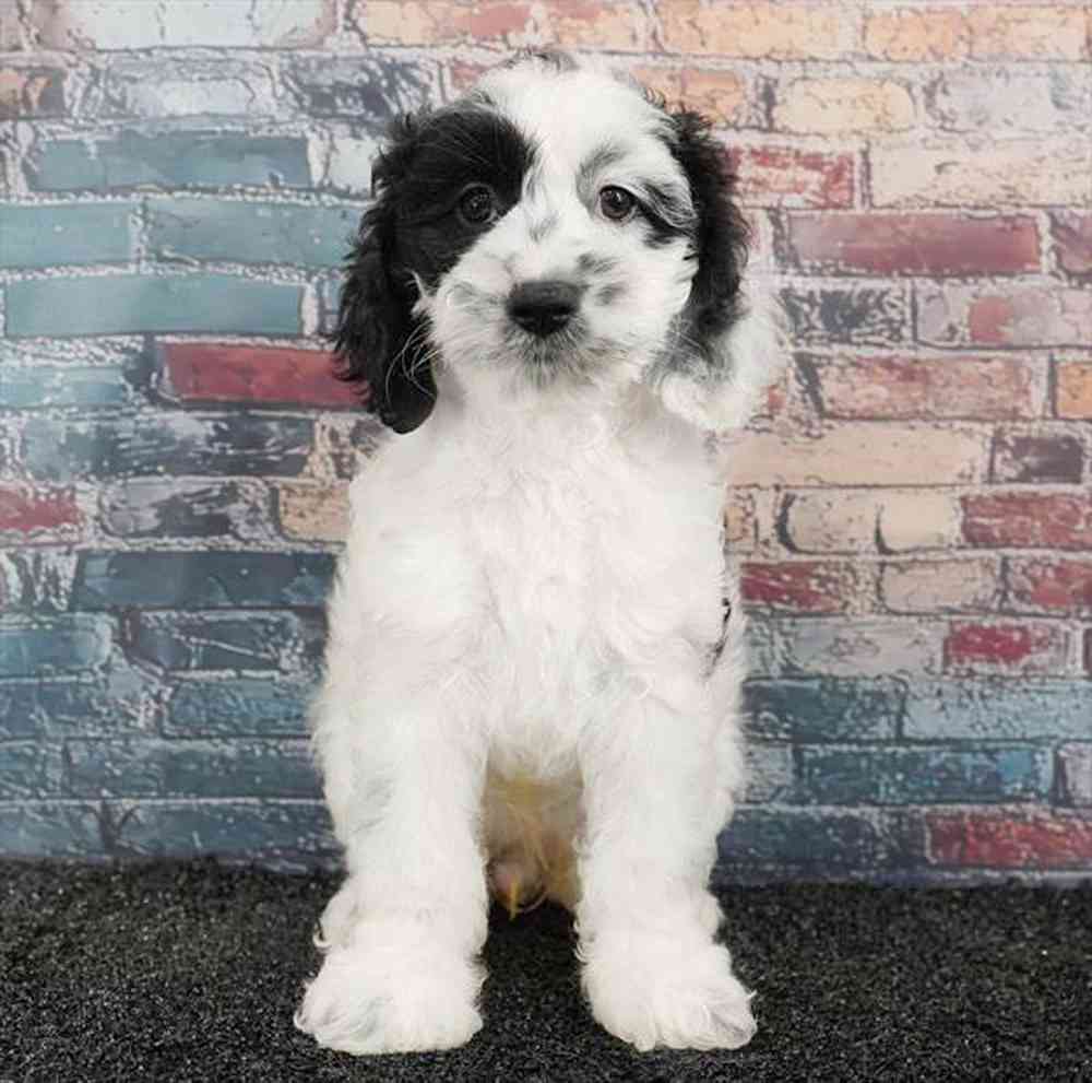 carousel pet images