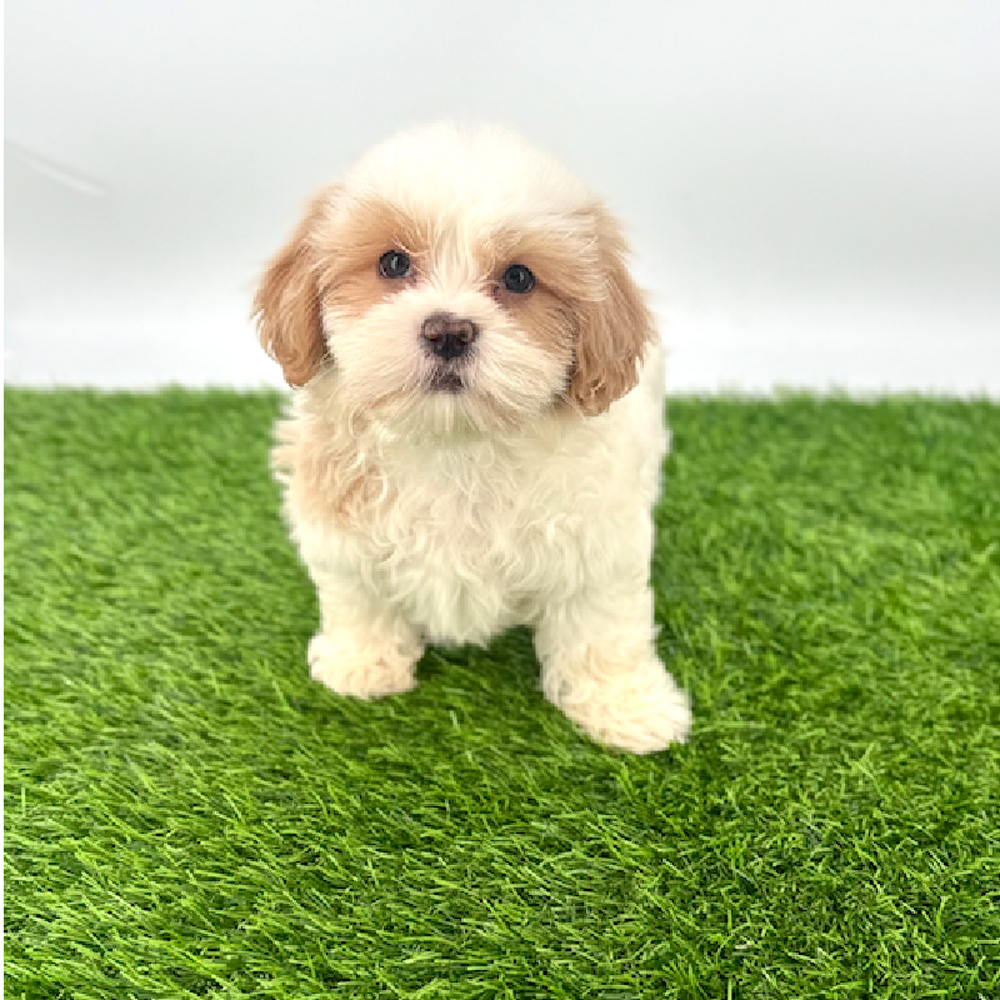carousel pet images