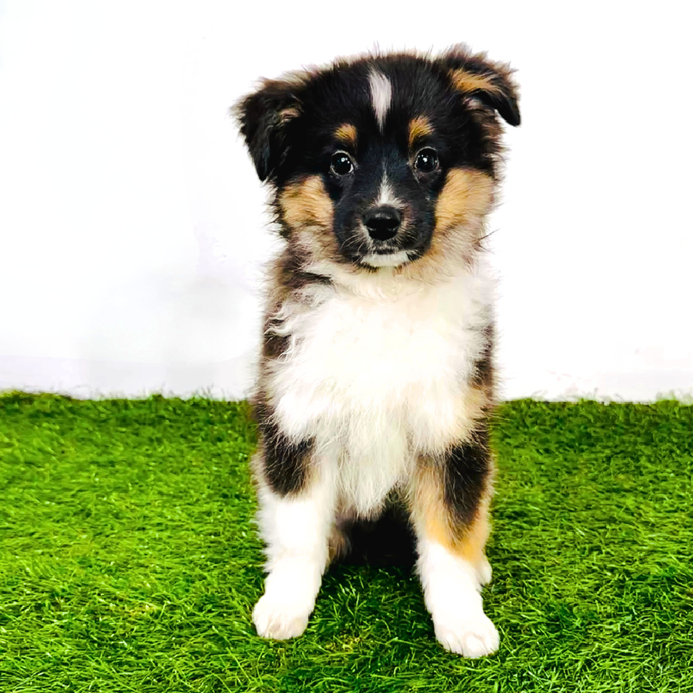 carousel pet images